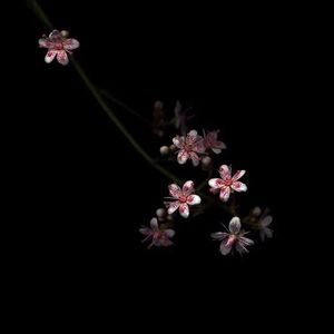 我的大鸡巴喜欢操日本女人的嫩骚逼
